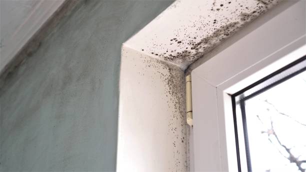 Best White Mold Remediation in Richmond, IL