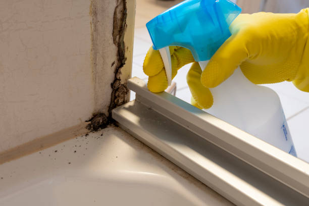 Best Black Mold Remediation in Richmond, IL