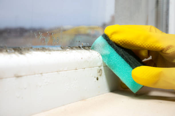 Best Bathroom Mold Remediation in Richmond, IL