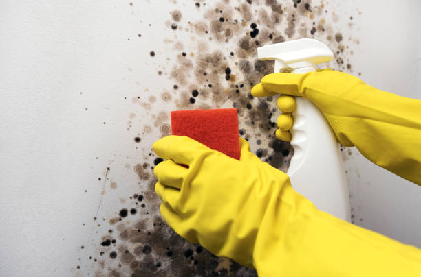 Best Basement Mold Remediation in Richmond, IL