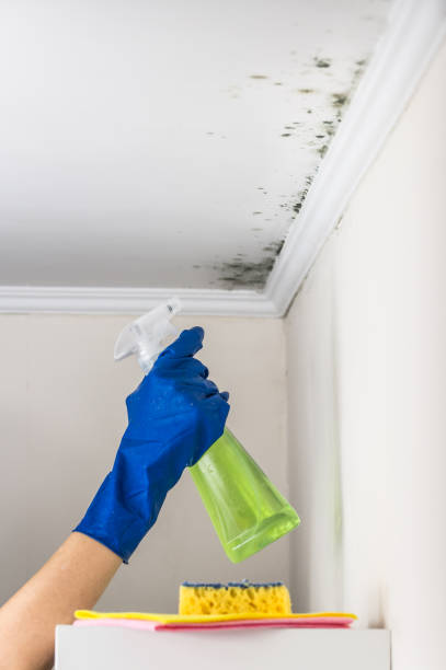 Best Residential Mold Remediation in Richmond, IL